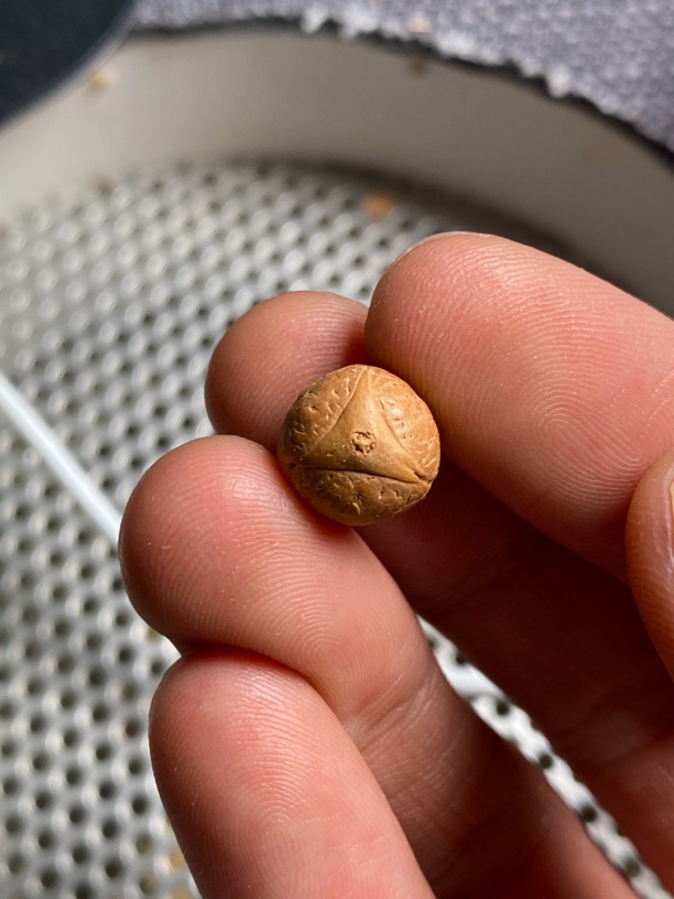 龙眼单籽10.6尺寸圆形配珠编号17查看