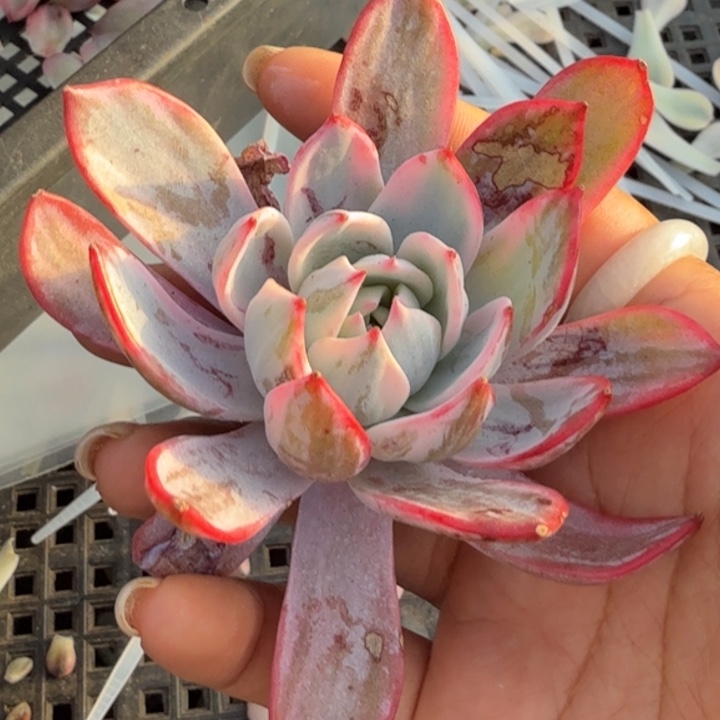 木*川劳伦斯锦一个的锦