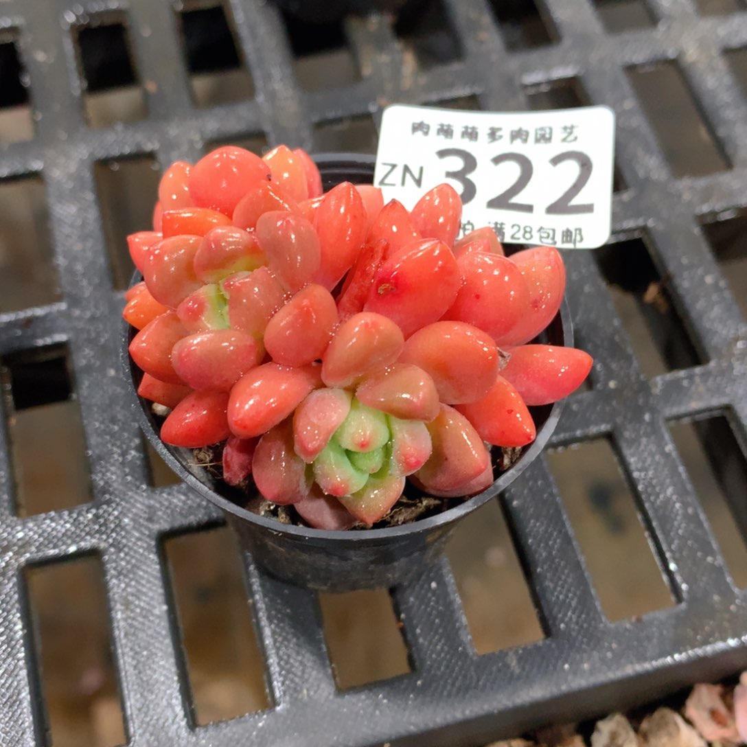 肉萌萌拇指盆精控多肉ZN322