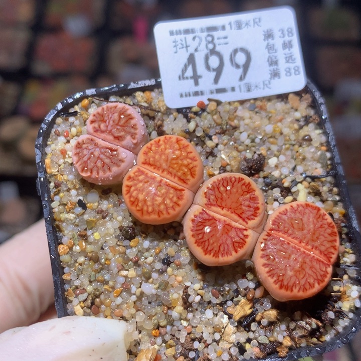  精品生石花28.499