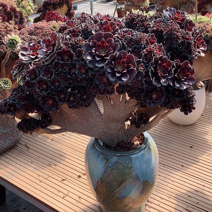 欧朵朵脱土发货啊