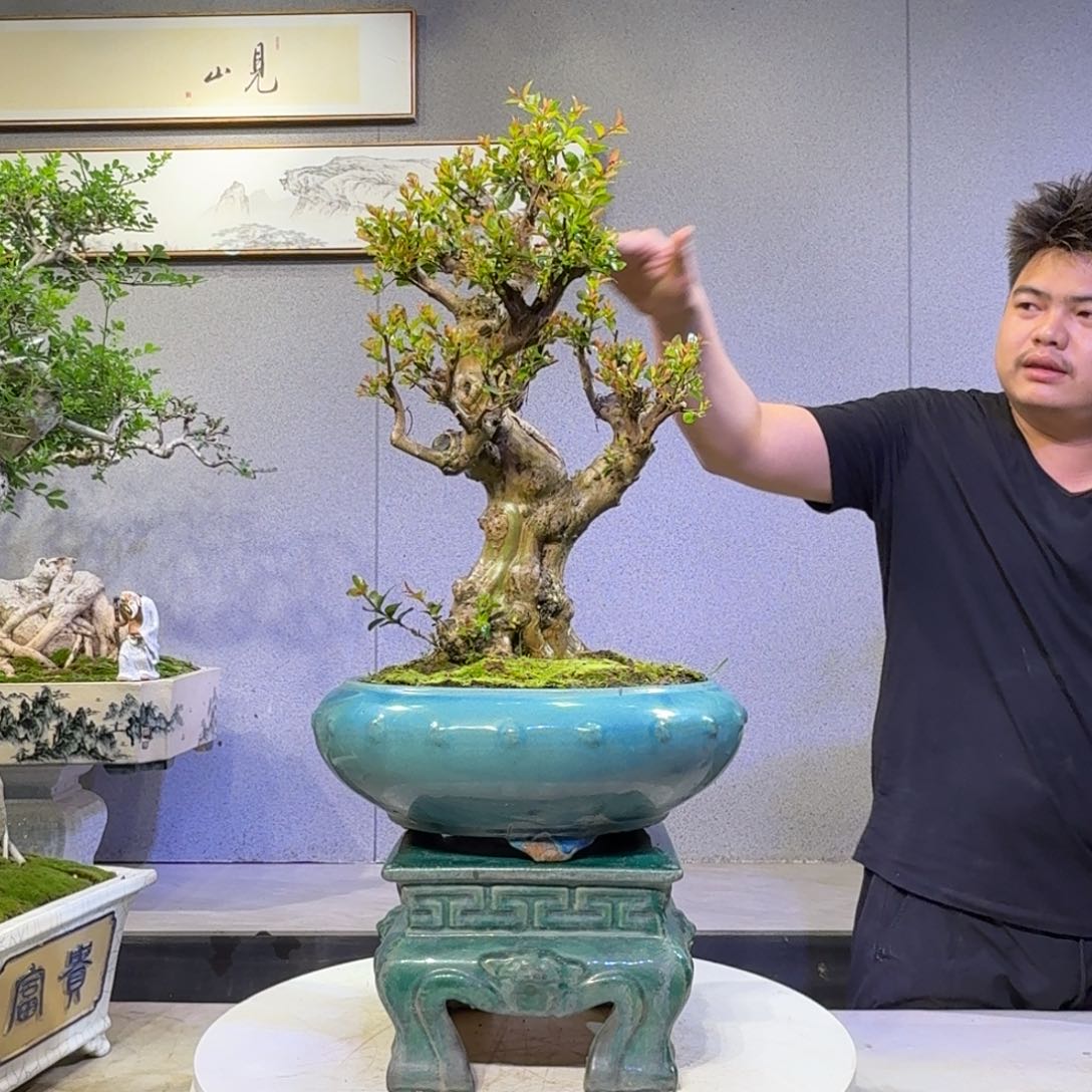 紫薇盆景紫薇盆景盆景