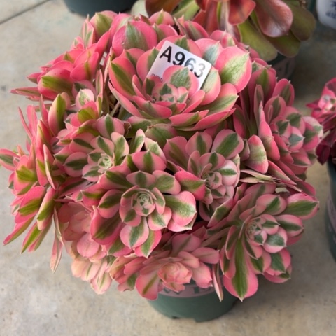 963女巫20厘米左右