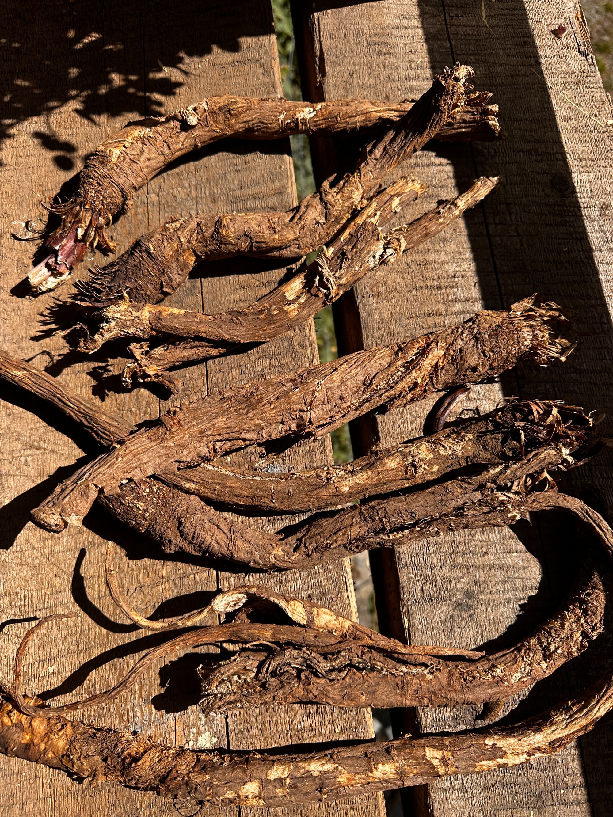 高原野生当归 理小路藏当归 泡水煲汤泡酒当归