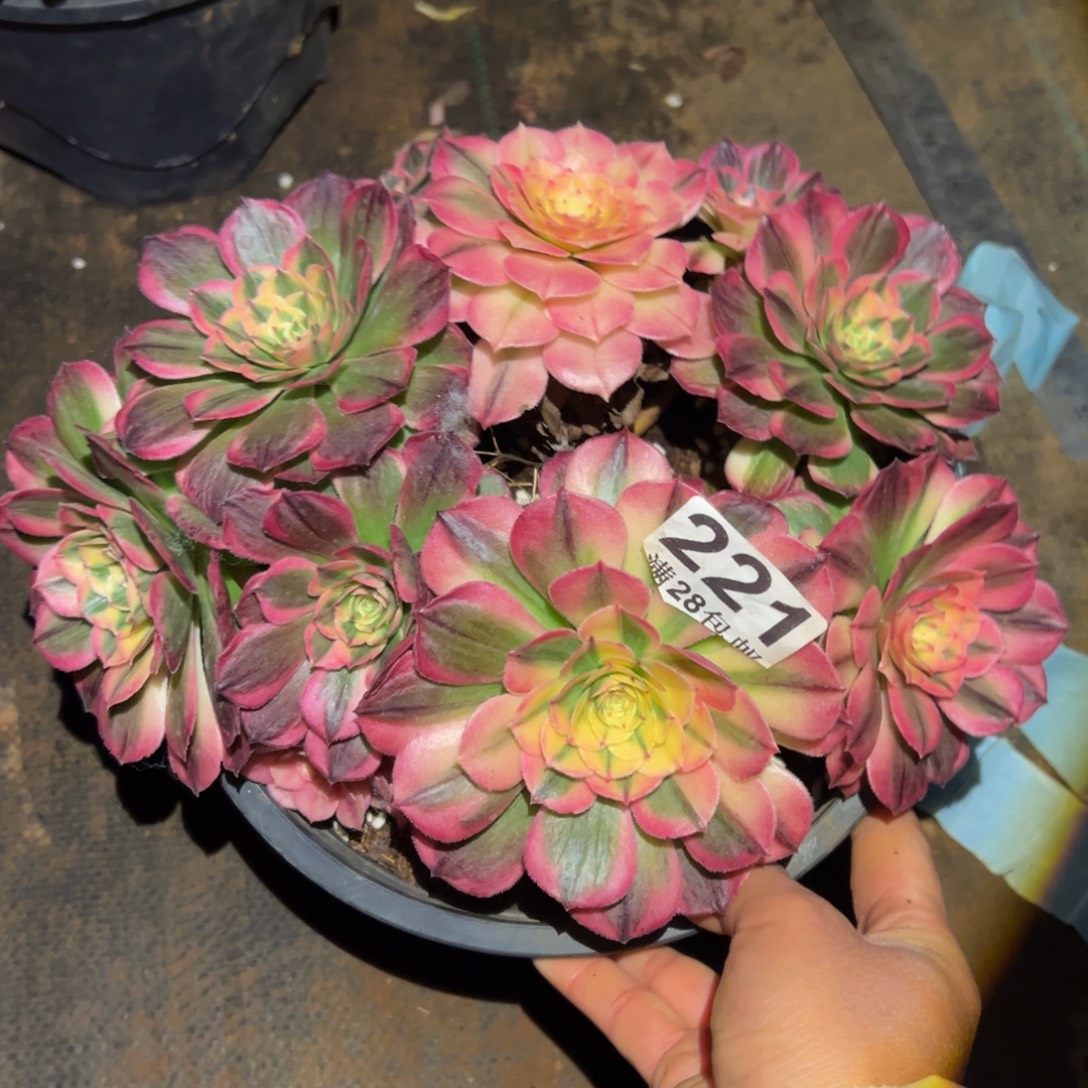 多肉植物221海神的