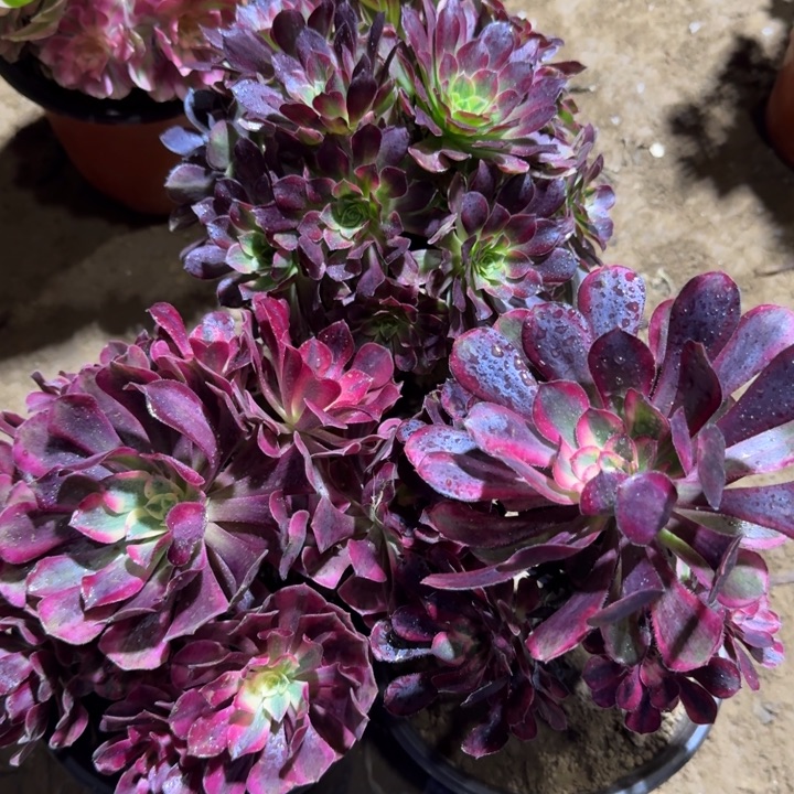 安娜➕美杜莎➕香奈儿19.8