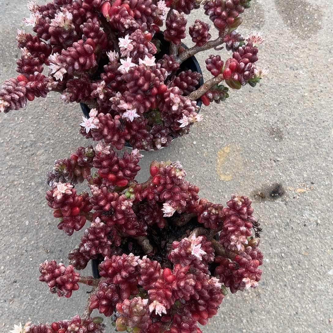 萌****1毛多肉植物中央音乐学院