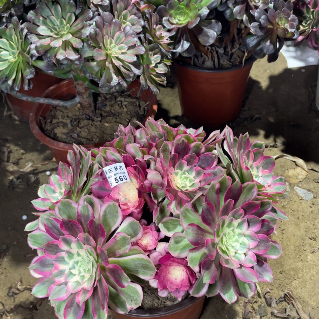 560孔雀翎多肉法师断枝不包