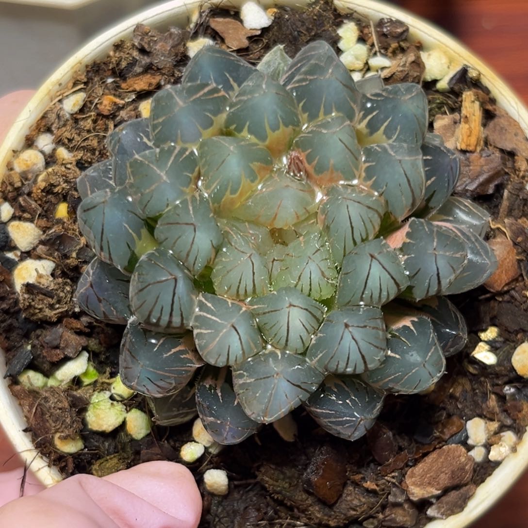 半**殇恭喜发财大吉大利936霓虹灯