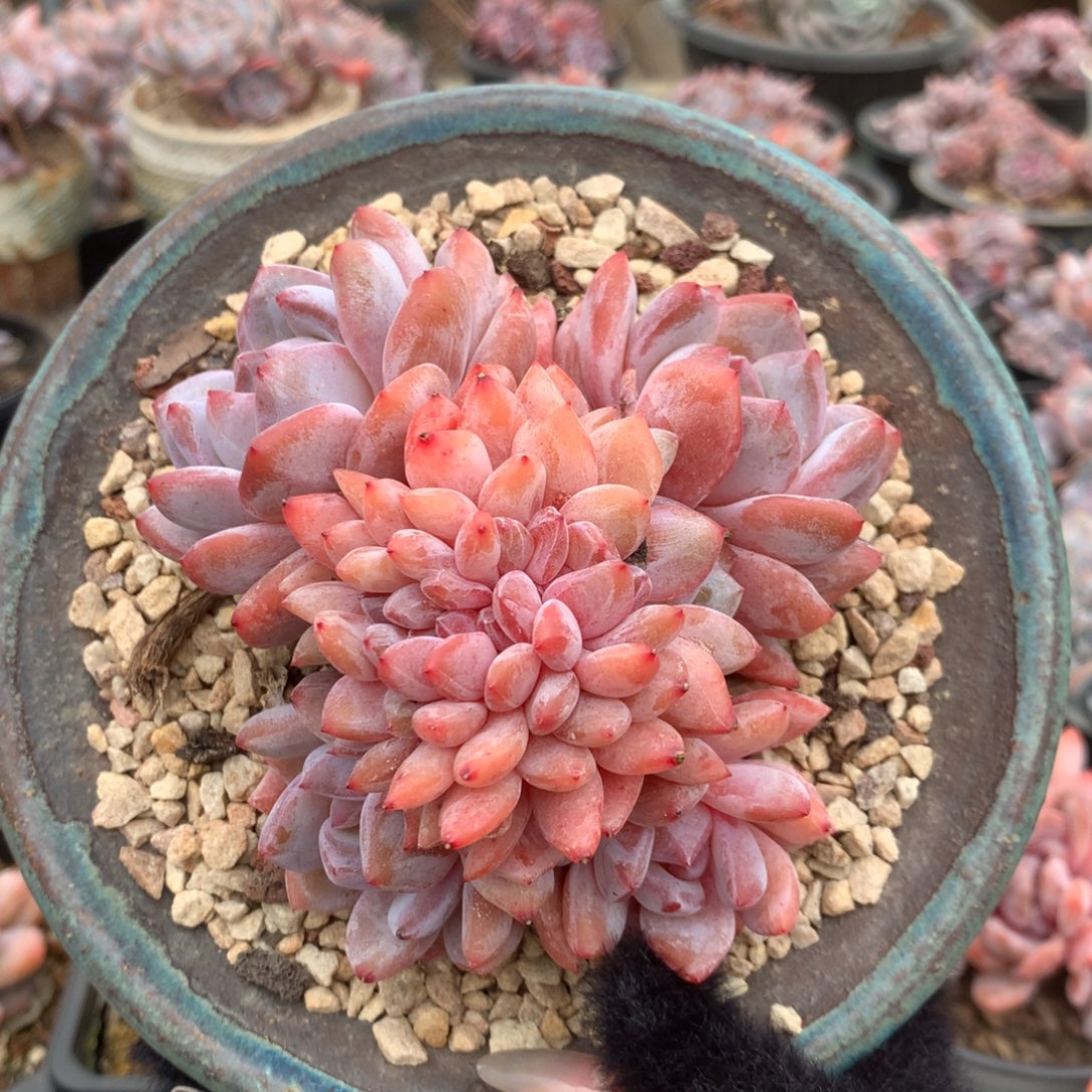 朵缀花花花花花20