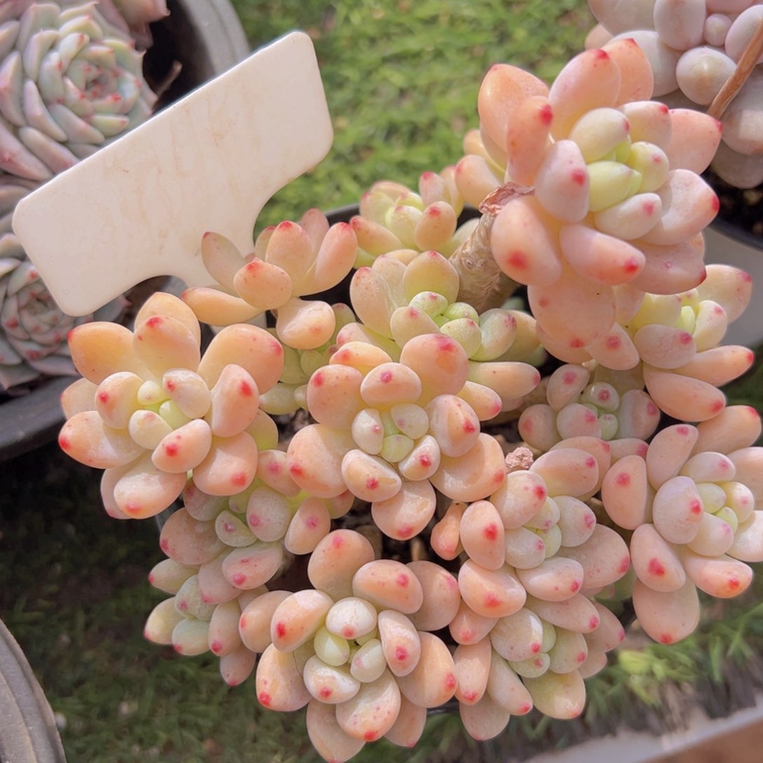 香玉的故事是一个人的故事