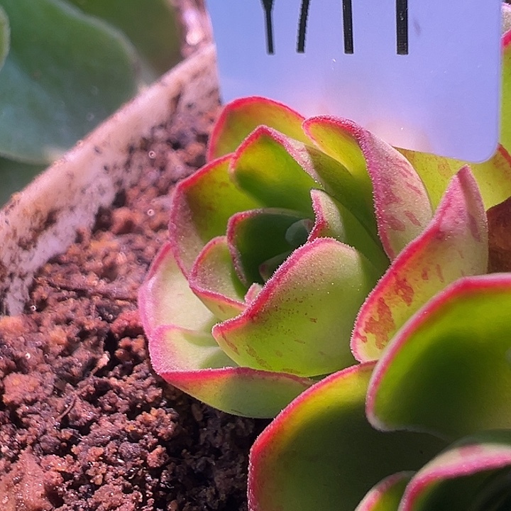 杨711 若初x各种侧芽小