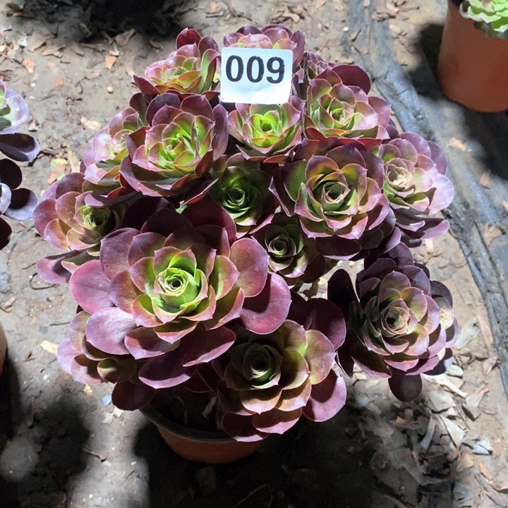 完**生法师植物一物一拍009