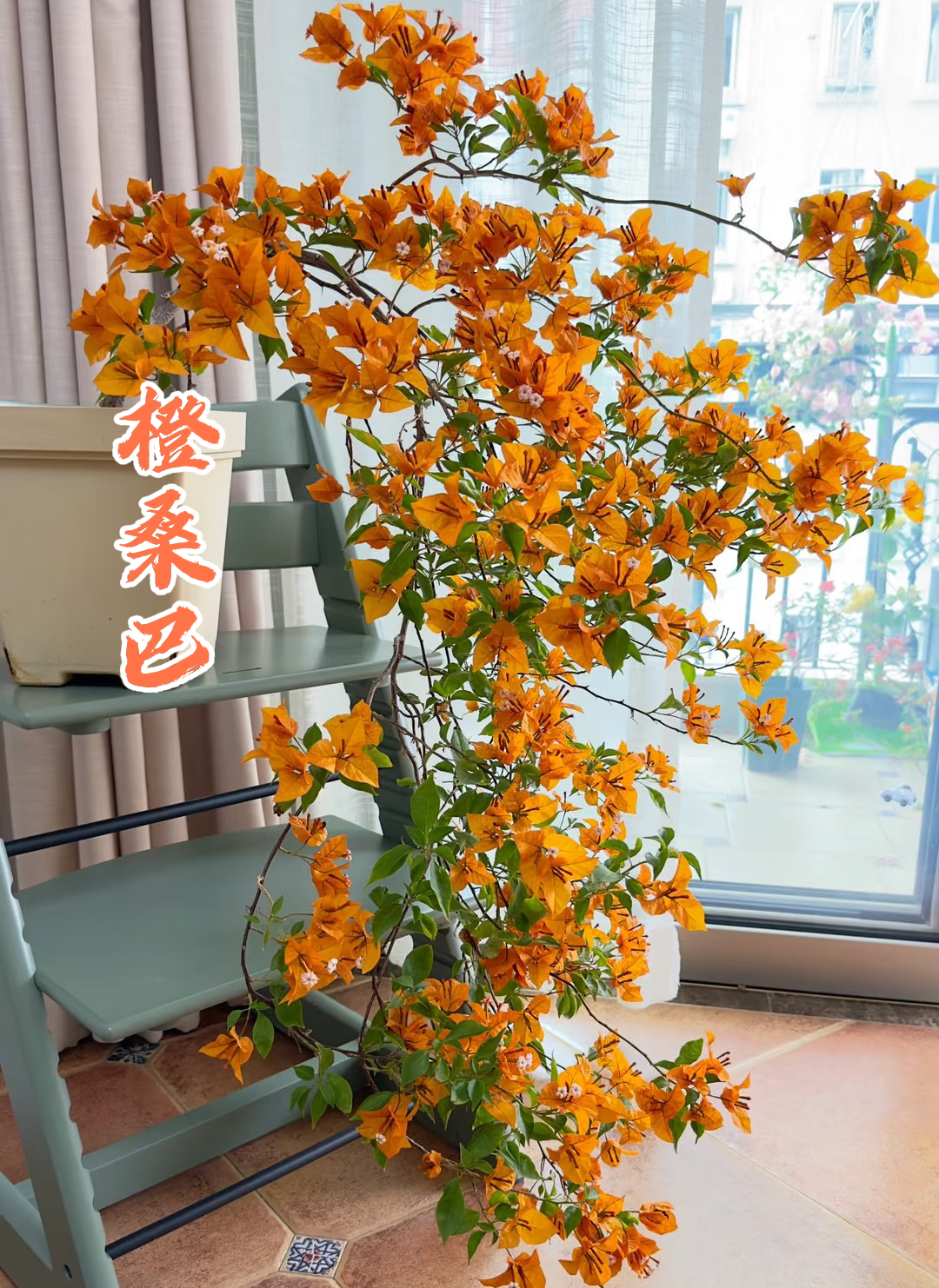 【橙桑巴】 三角梅花卉勤花四季开花基地直发