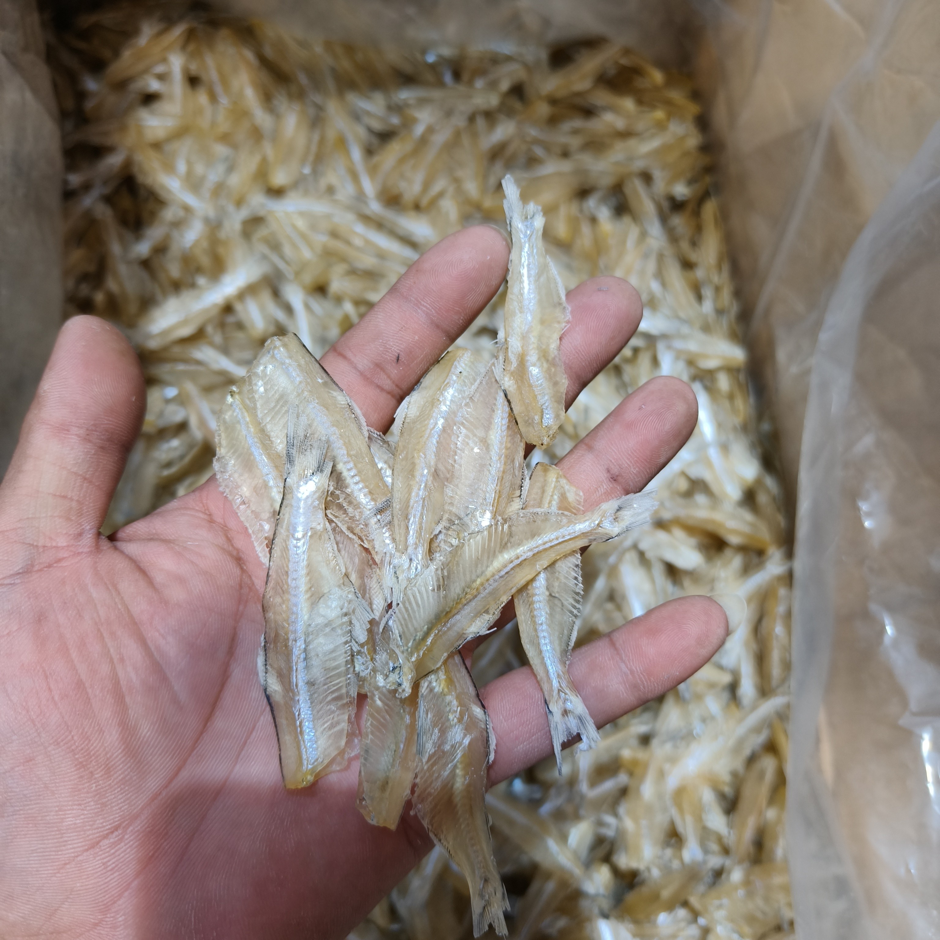 汕尾特产小白凡鱼小江鱼仔小海兔小鱼