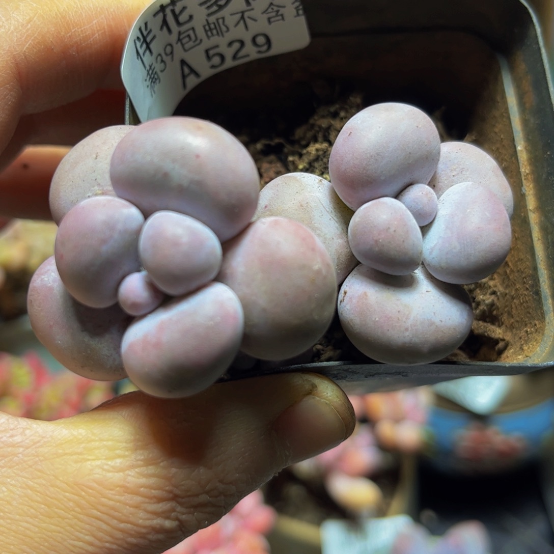 529芭比奶酪7厘米多肉