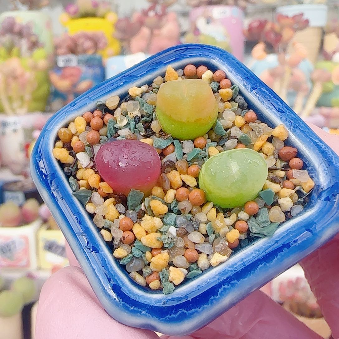 L  蟠桃组合 带盆