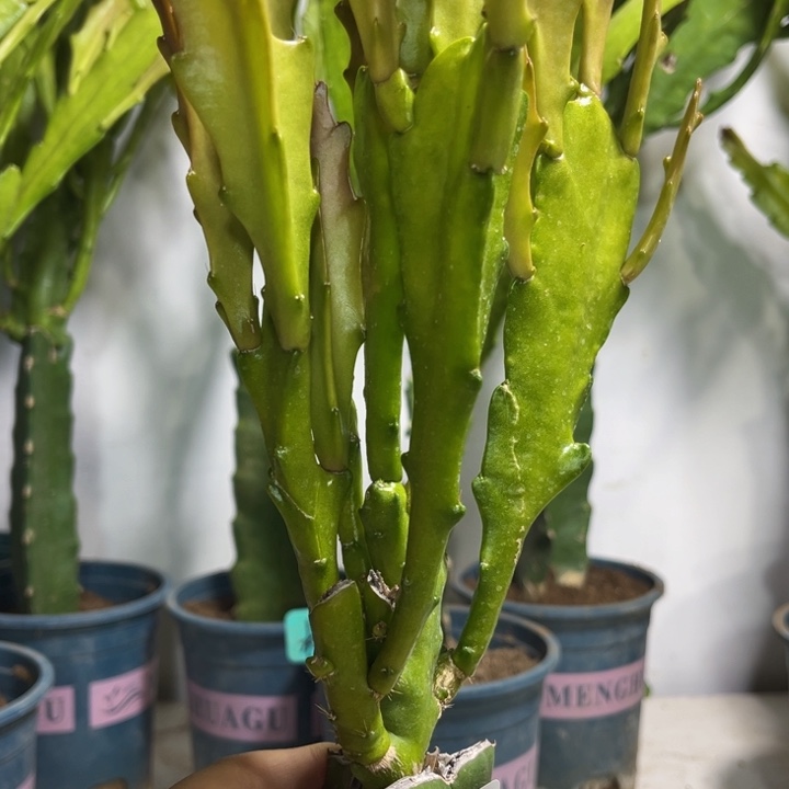 当前无花栽培后可以开花431