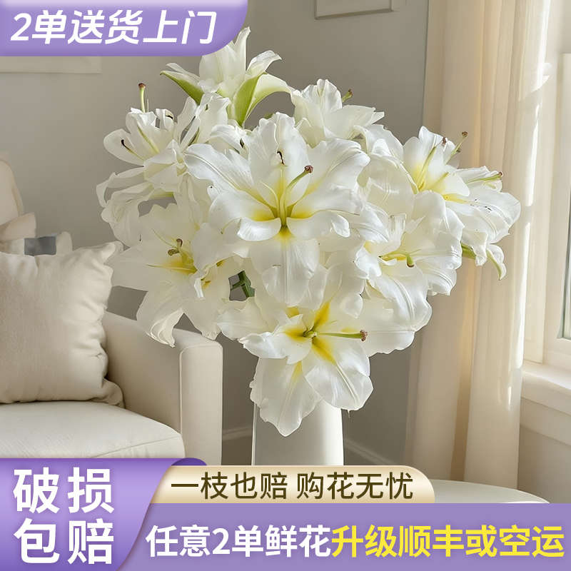 【静静甄选】暴风雪重瓣百合 任意2单鲜花包邮 发货后不支持退款