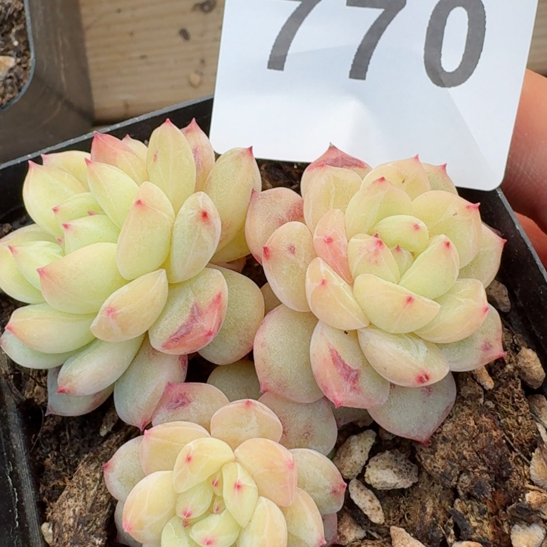 寒绯         精品多肉