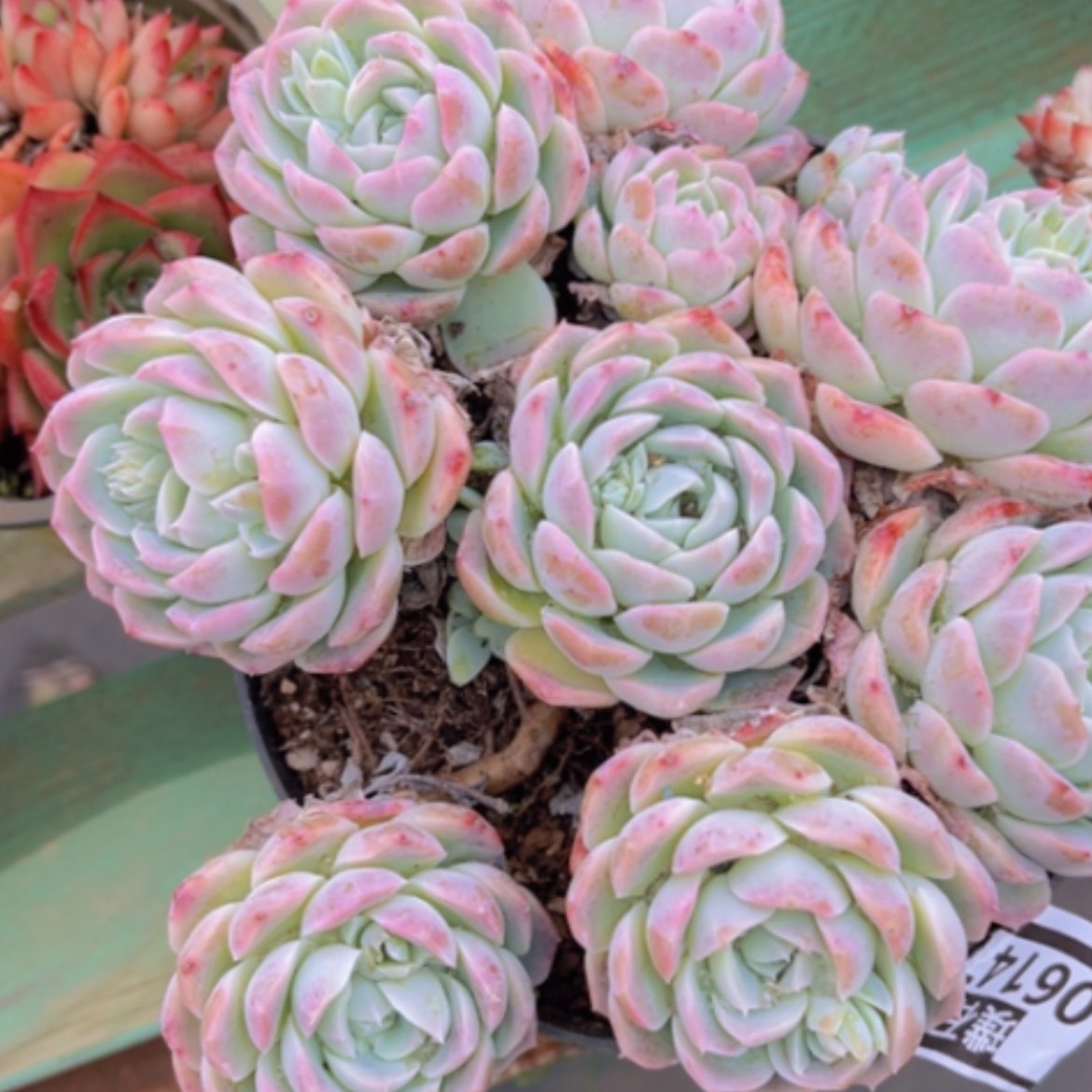 【闪购商品】杂06147