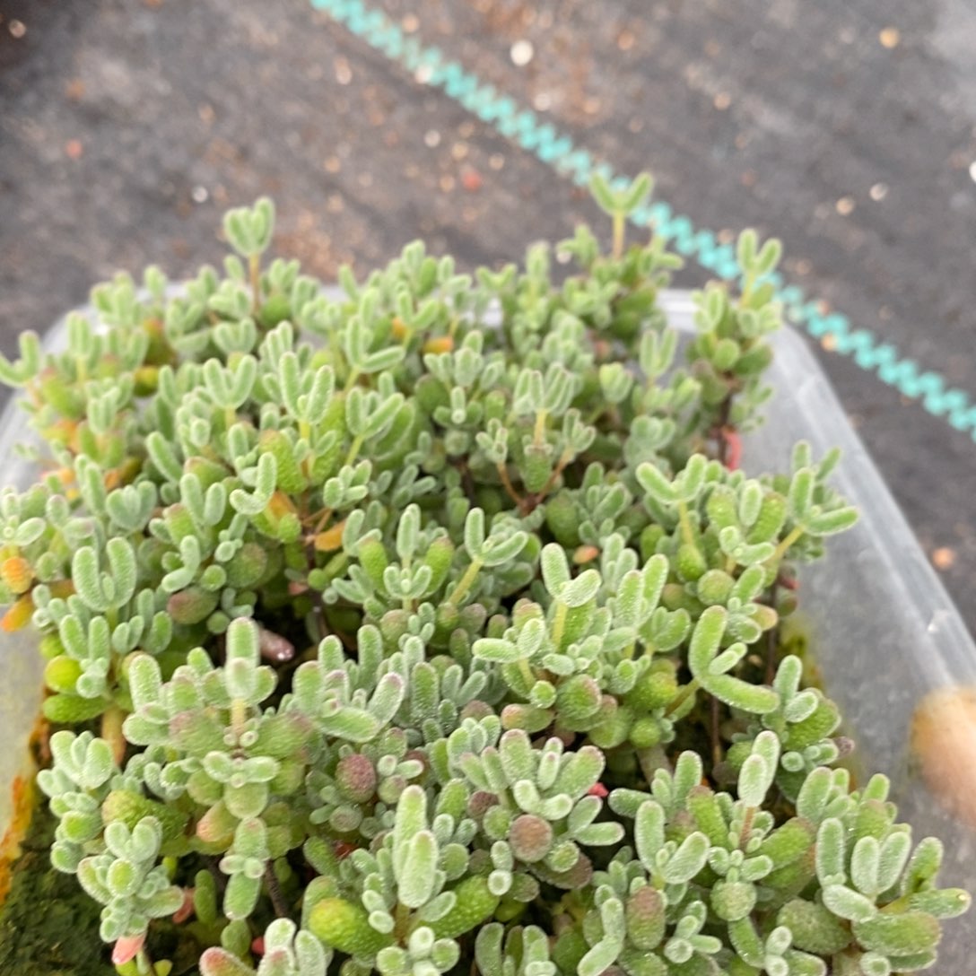 681混合切糕（十个品种）