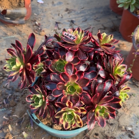 23-59欧嘉莉朵朵处理不包售后多肉