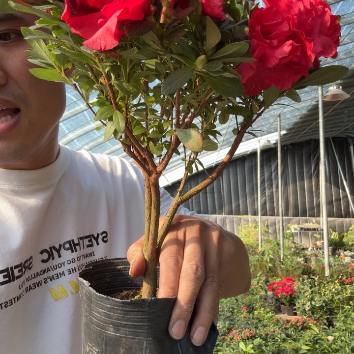 完全开放比利时杜鹃花盆栽
