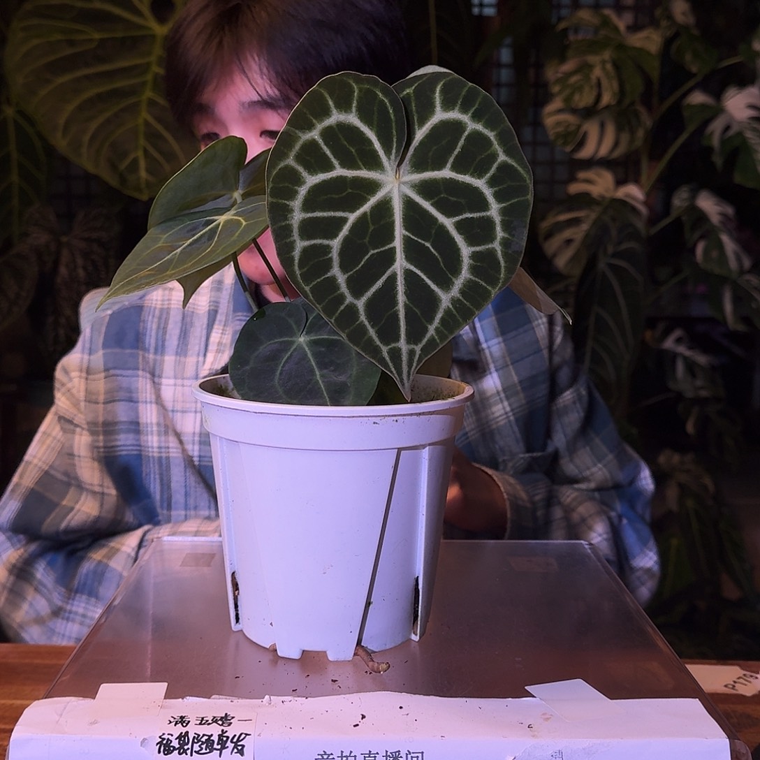 不开花植物V193克莱恩
