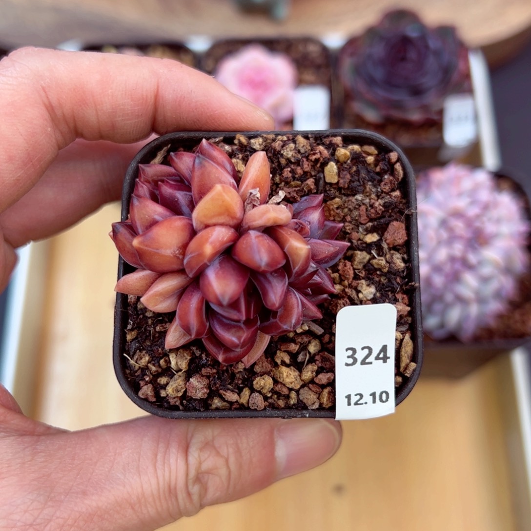 好好看324、哈哈哈哈哈