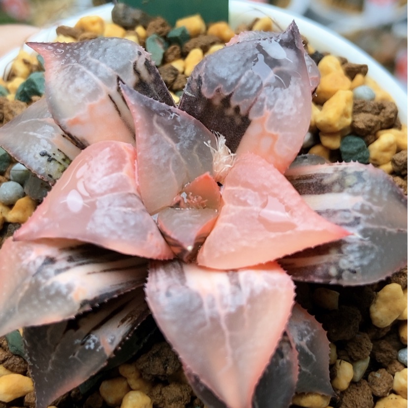 【闪购商品】孟*酒吞锦35