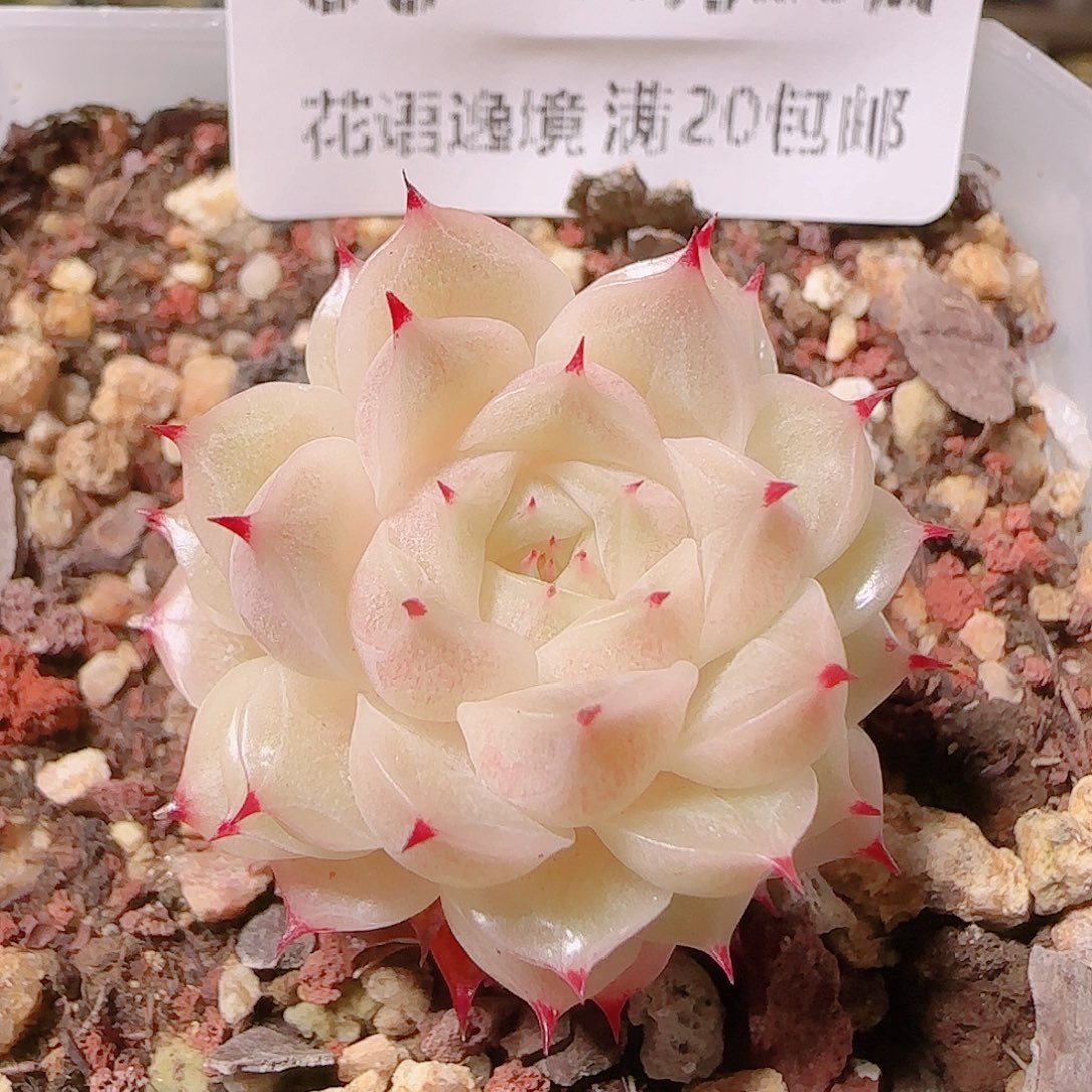 花语逸镜1128-86麦秆