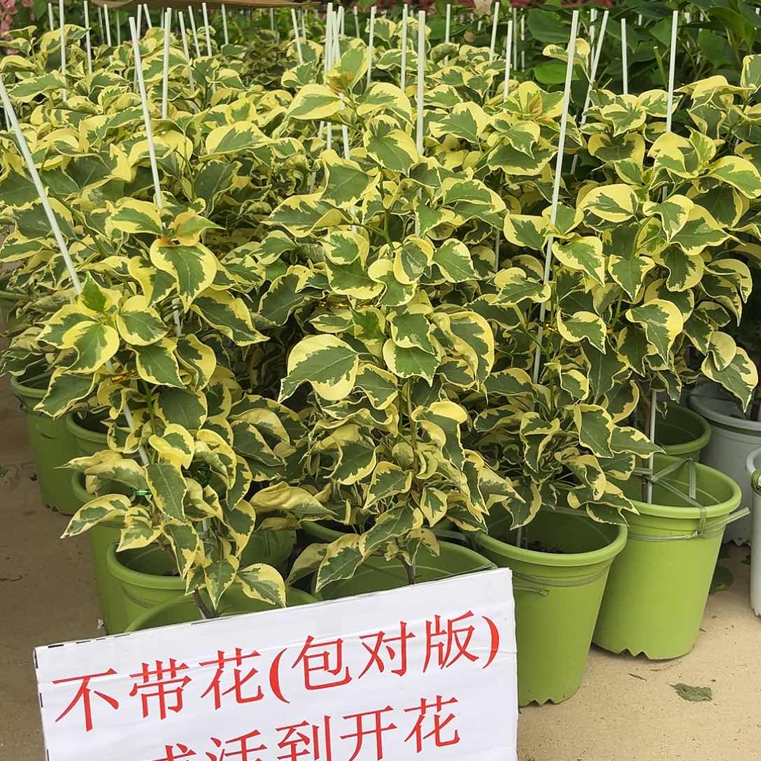 完全开放三角梅三角洲
