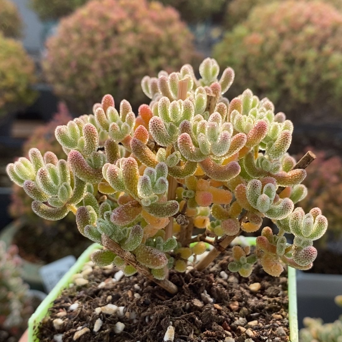 优选冰晶2701枝干番杏