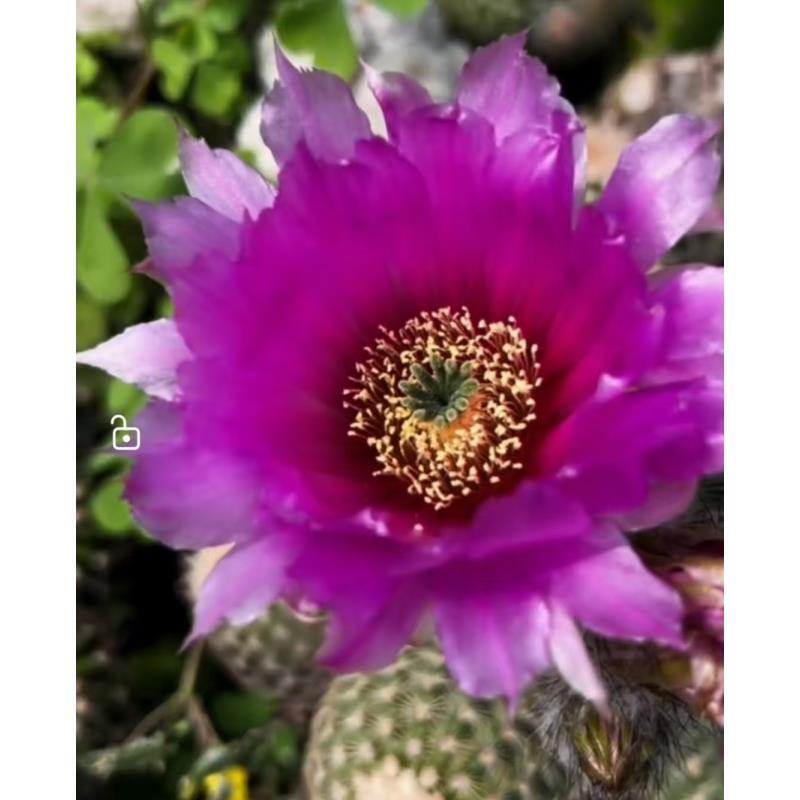 自根泰迪熊尺寸以直播间为准不同季节开不同花色介意勿拍