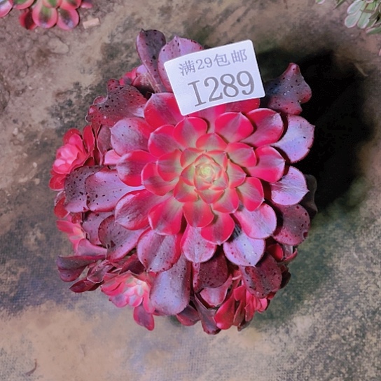 289美杜莎多肉植物