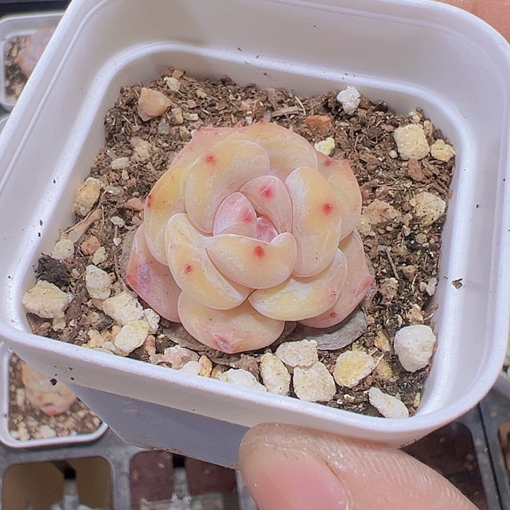 冰魄糖心纯爱精品多肉植物