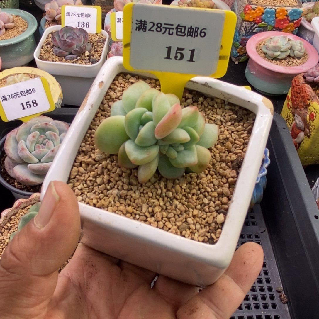 6151泡芙朵朵小板缀化