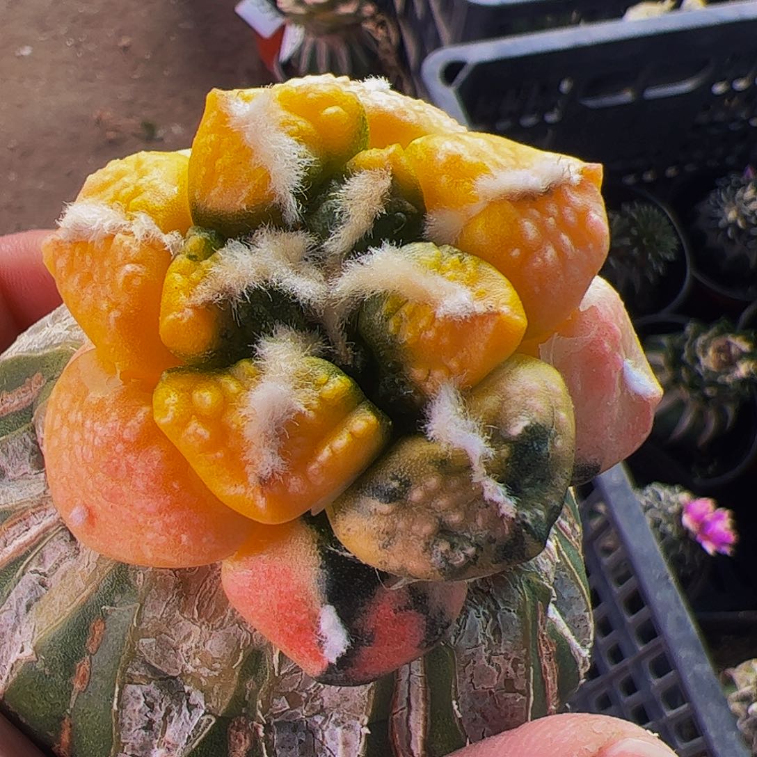 无花朵福利连山牡丹锦337