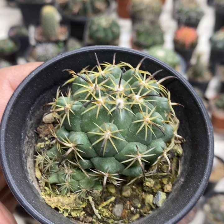 实生钢钉特价福利包邮