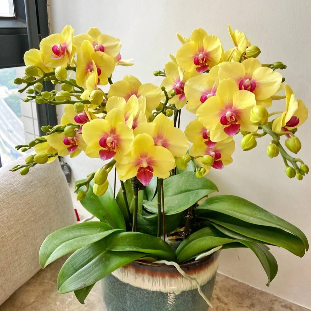 蝴蝶兰【朝日】蝴蝶兰盆栽云南基地直发中通