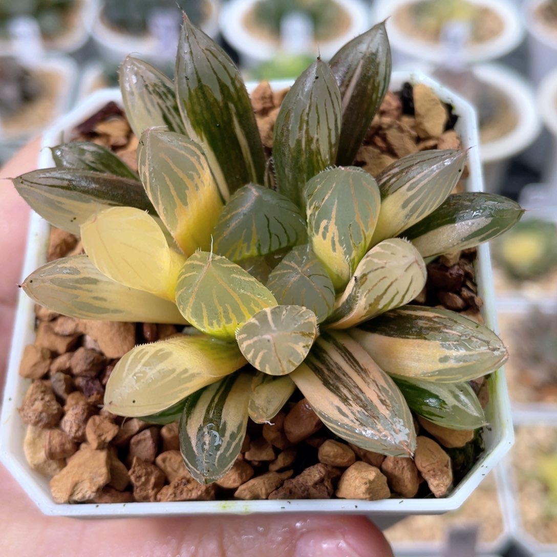 108胭脂玉露锦       十二卷多肉