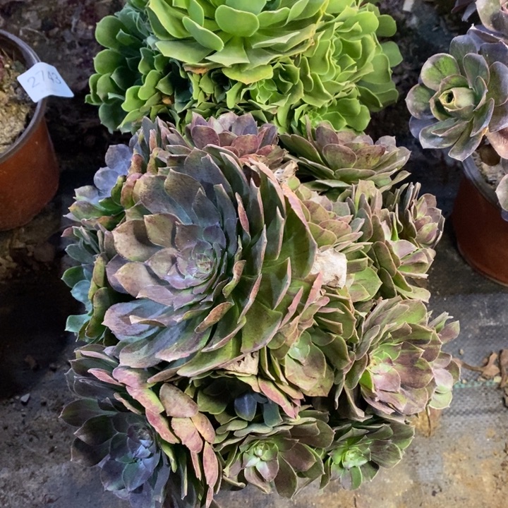 两盆多肉断头不包0055