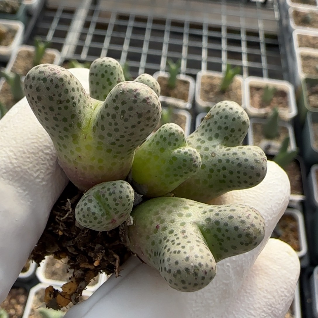 行***绿当天满38包邮大型斑马脱土