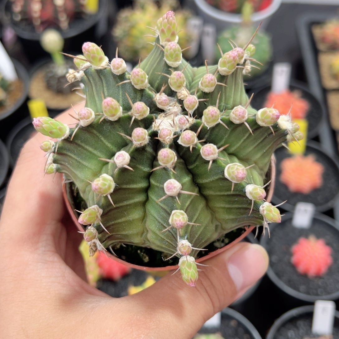 全腹棱大米哈——（默认脱土发货）