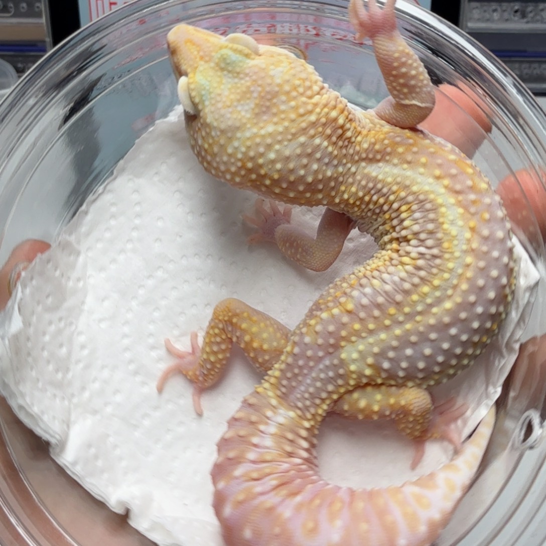 豹纹守宫雪花川普弟弟