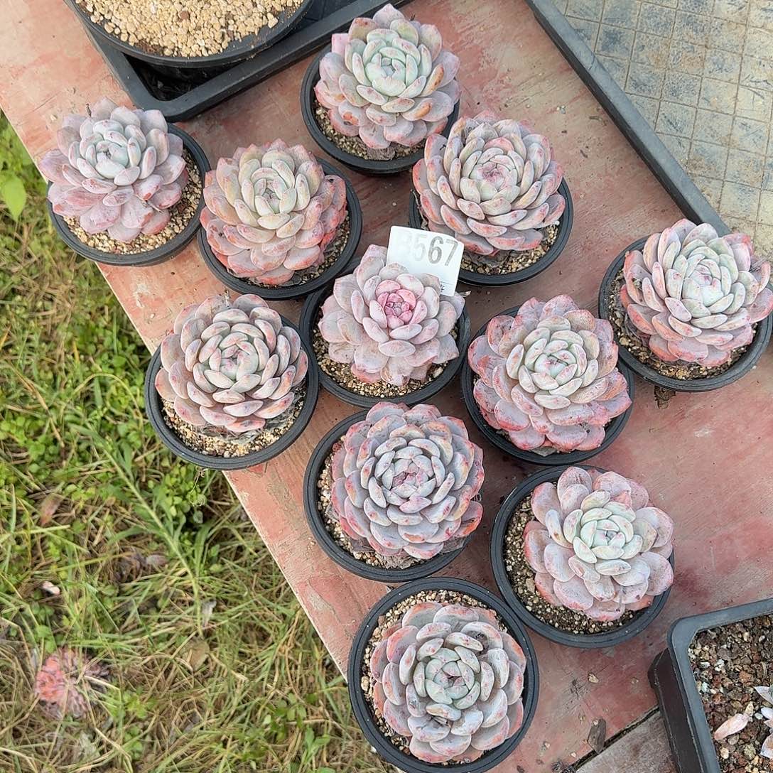 雅***贝星影橙10个一组呀呀