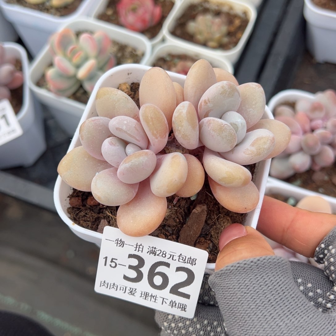 粉兔多肉多肉多肉多肉