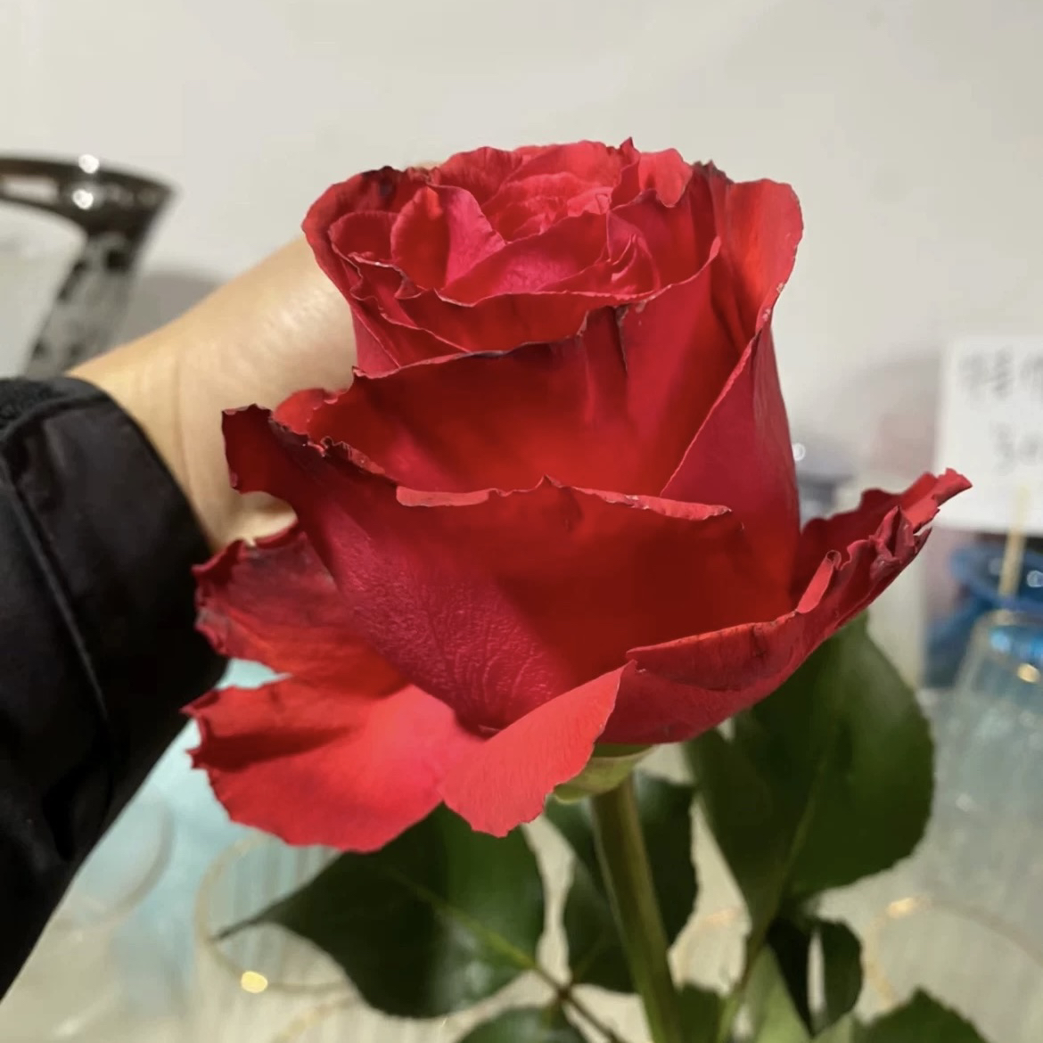 帝王根接苗月季红玫瑰花花匠人月季玫瑰花四季开花阳台盆栽植物