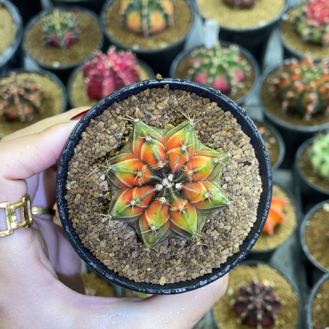 米哈星球000000000802